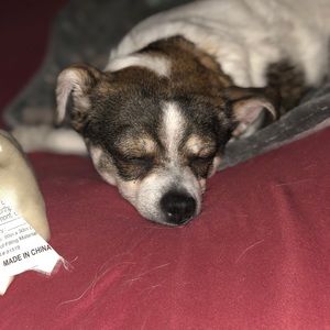 Meet your Posher, Lulu